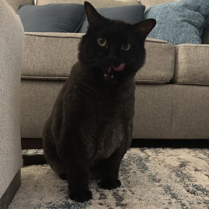 Clt's Best Cat Sitter photo 2