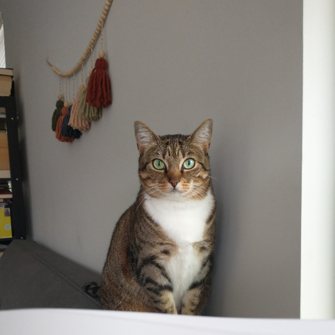Local Sitter Seeking New Felines