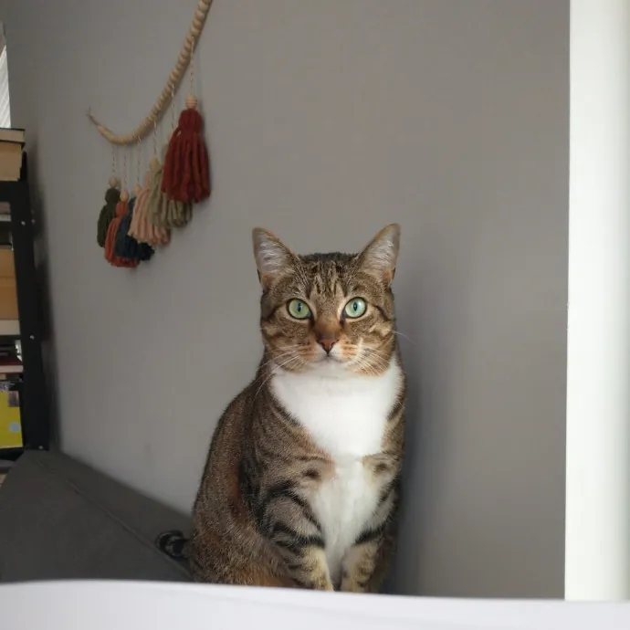 Local Sitter Seeking New Felines