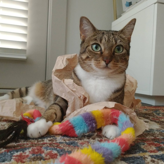 Local Sitter Seeking New Felines