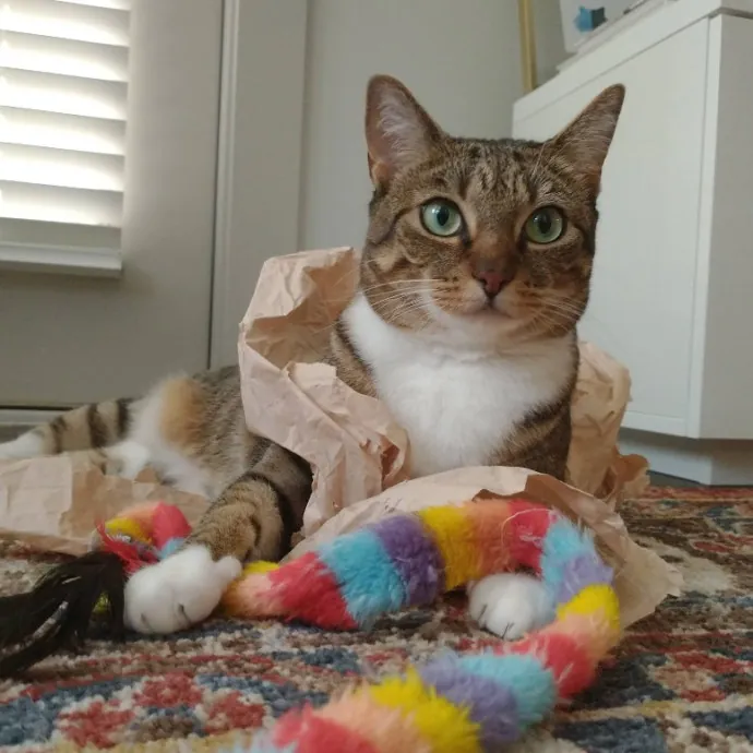 Local Sitter Seeking New Felines