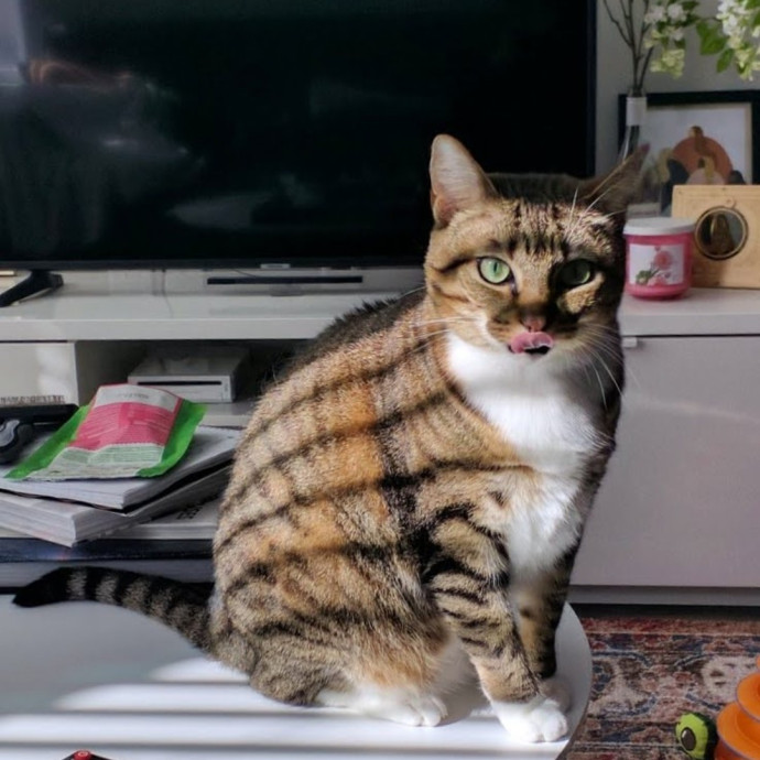 Local Sitter Seeking New Felines