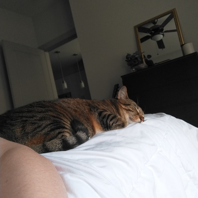 Local Sitter Seeking New Felines