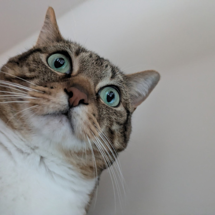 Local Sitter Seeking New Felines