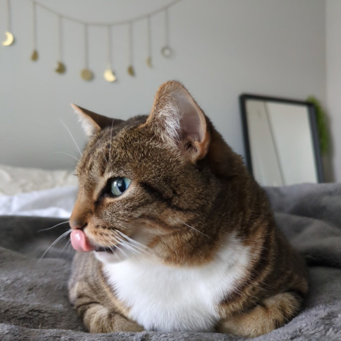 Local Sitter Seeking New Felines photo 3