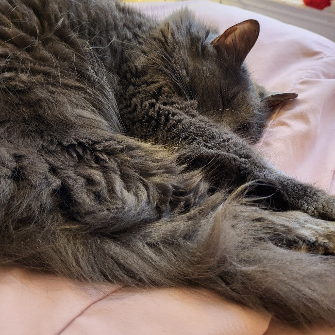 Experienced Cat Sitter Available photo 3