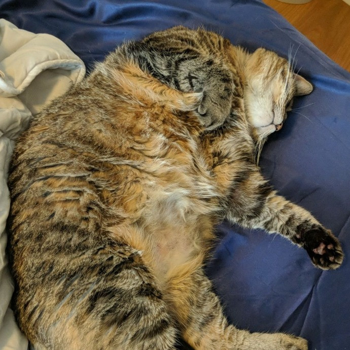 Experienced Cat Sitter Available photo 2
