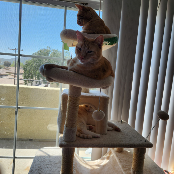 Quality Kitty Care
