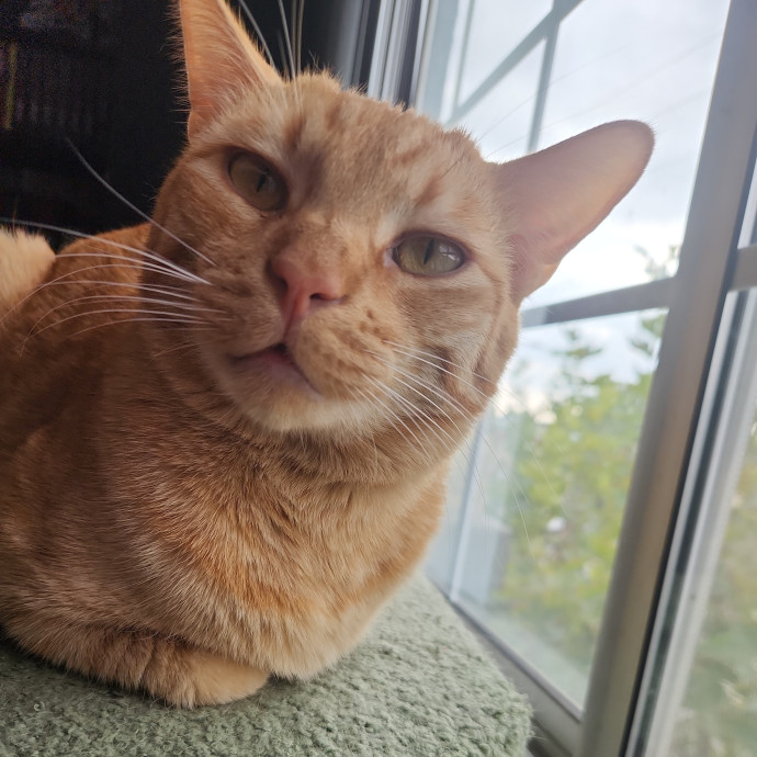 Quality Kitty Care photo 3