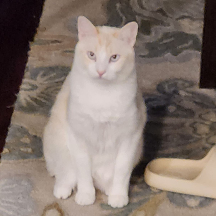 Quality Kitty Care photo 2