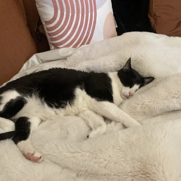 Katie's Cozy Kitty Care