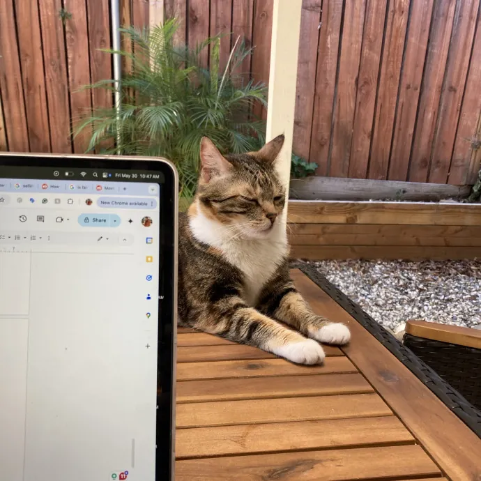 Katie's Cozy Kitty Care