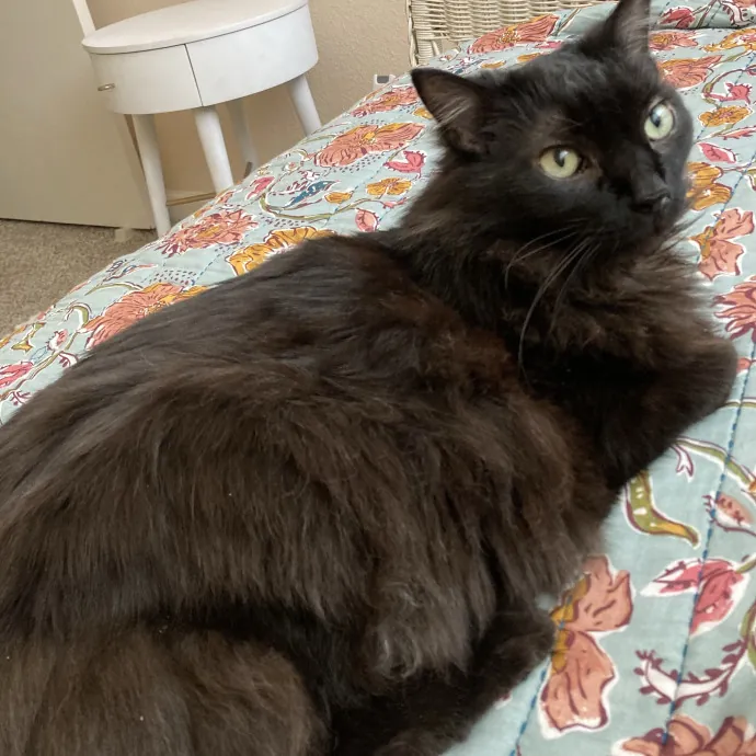 Katie's Cozy Kitty Care