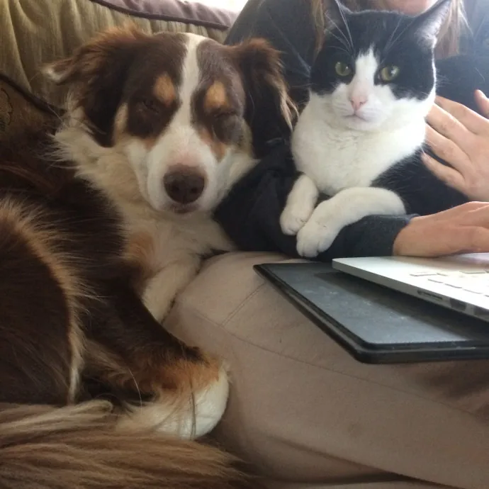 Katie's Cozy Kitty Care