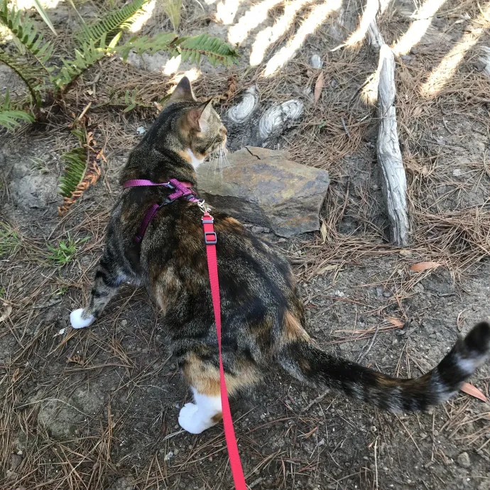 Katie's Cozy Kitty Care