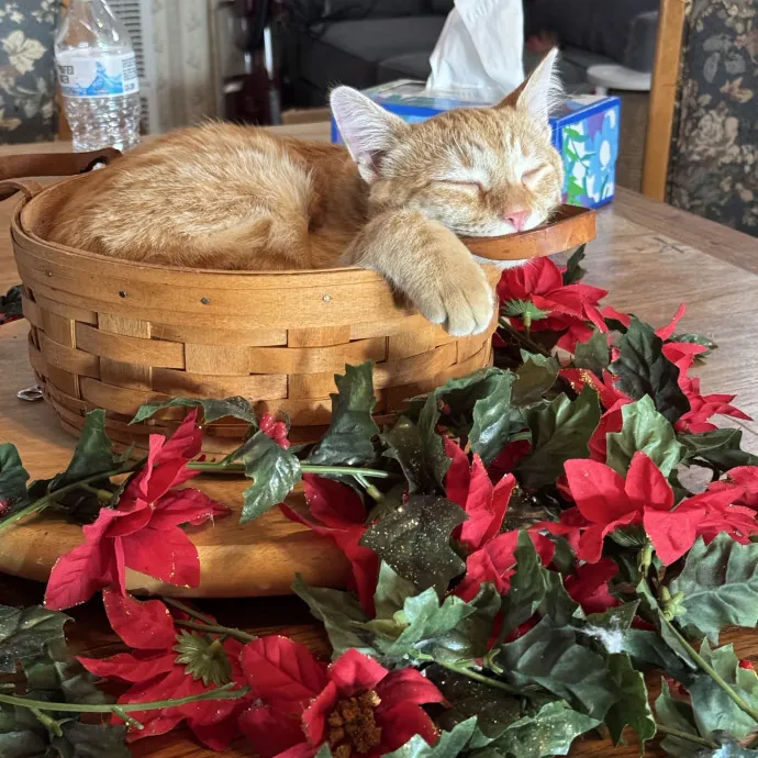 Katie's Cozy Kitty Care