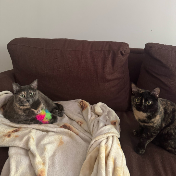 A Cat Mom With A Lot Of Love To Give