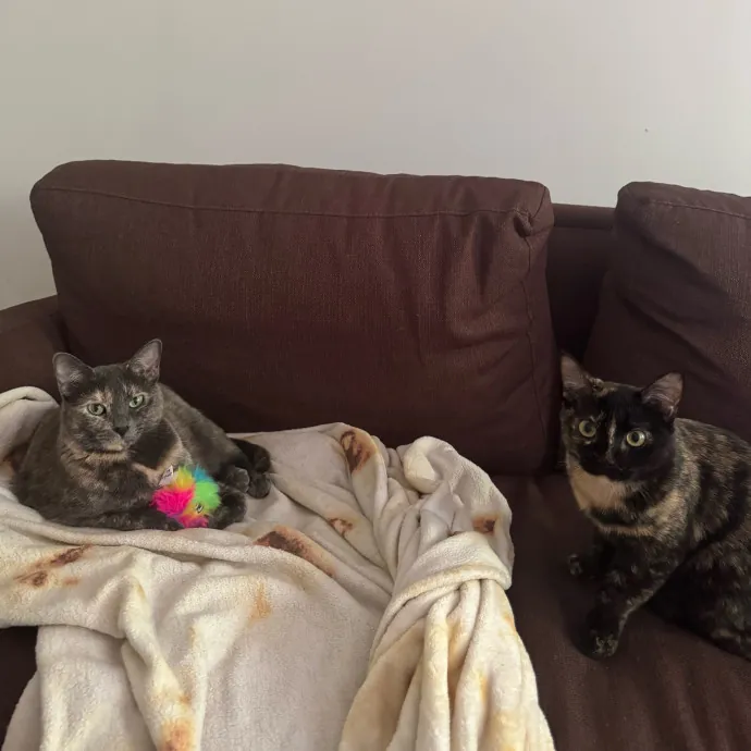 A Cat Mom With A Lot Of Love To Give