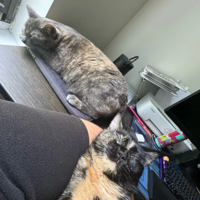 A Cat Mom With A Lot Of Love To Give