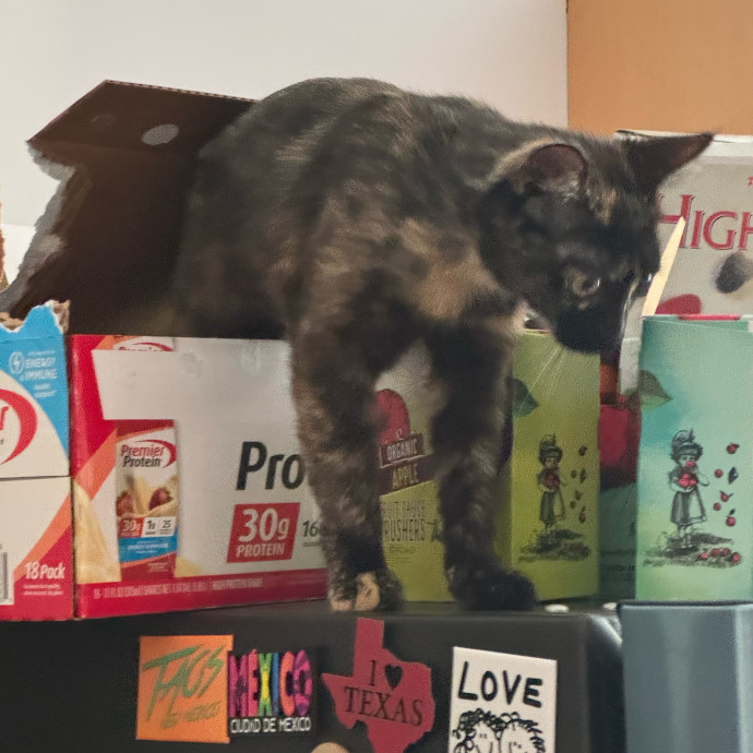 A Cat Mom With A Lot Of Love To Give