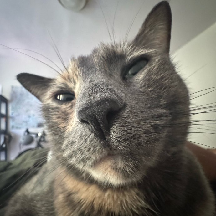 A Cat Mom With A Lot Of Love To Give