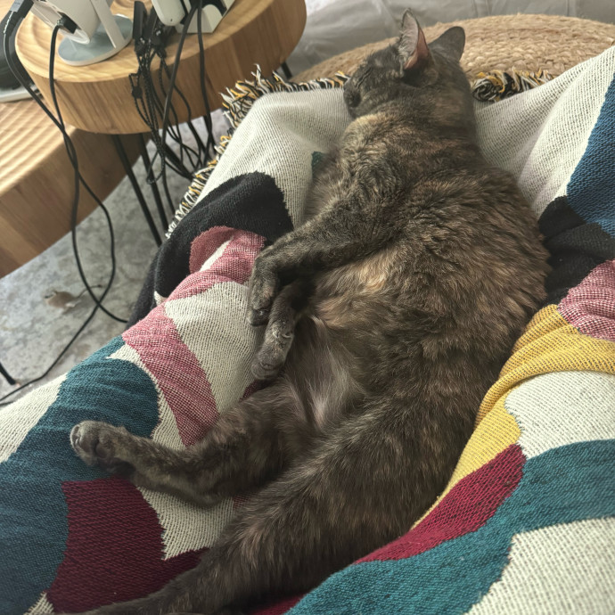 A Cat Mom With A Lot Of Love To Give