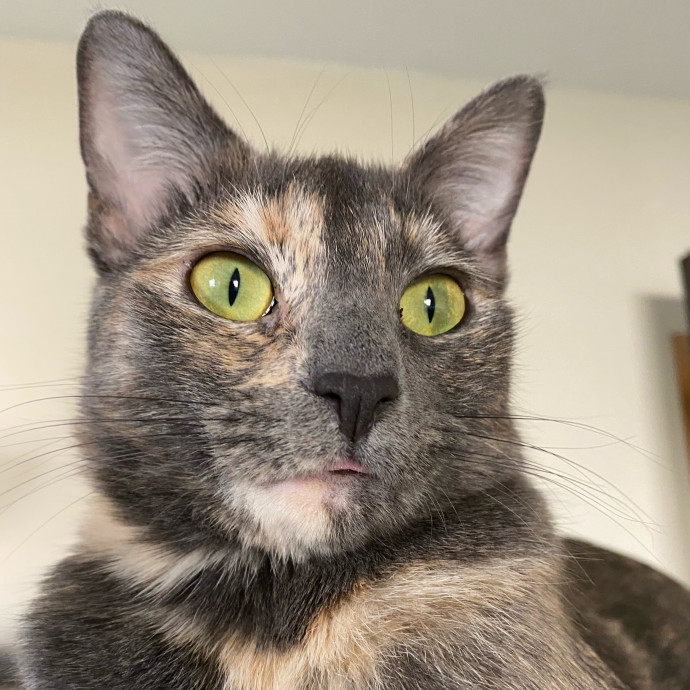 A Cat Mom With A Lot Of Love To Give