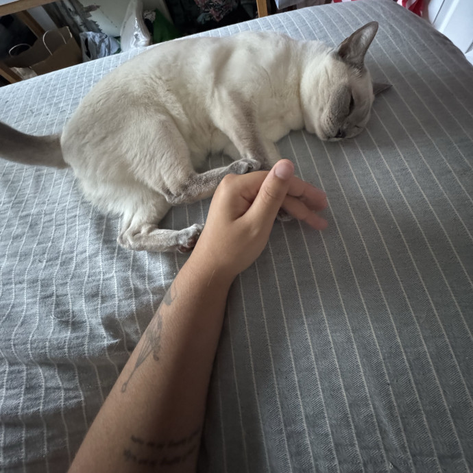 A Cat Mom With A Lot Of Love To Give
