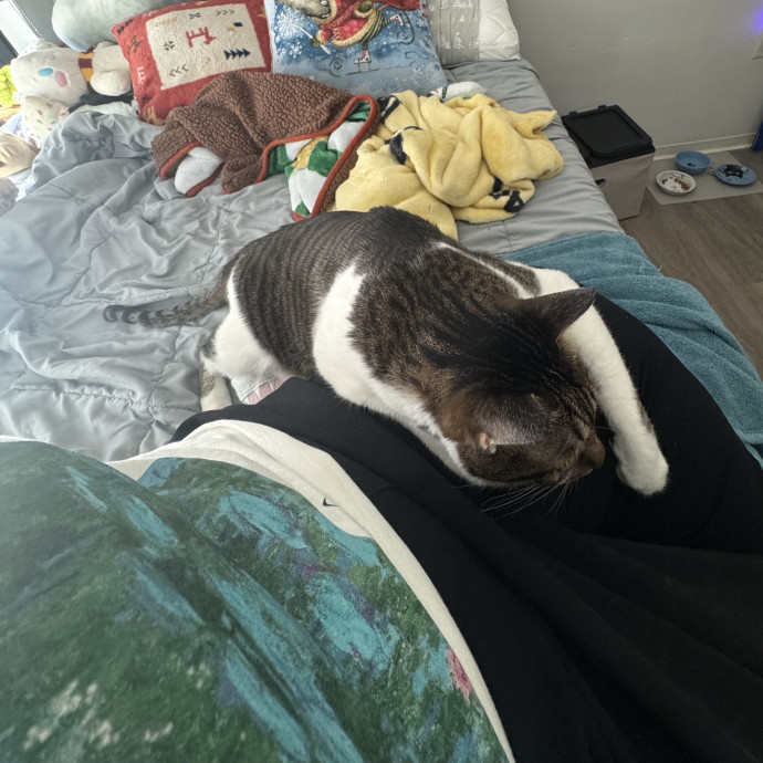 A Cat Mom With A Lot Of Love To Give