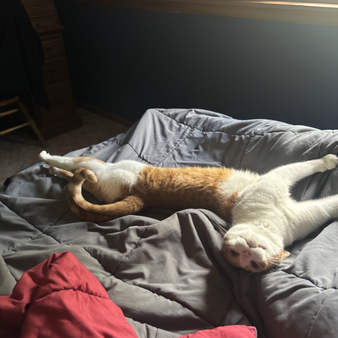 A Cat Mom With A Lot Of Love To Give