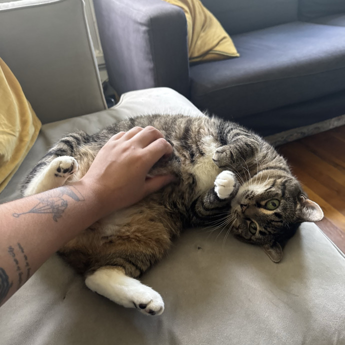 A Cat Mom With A Lot Of Love To Give