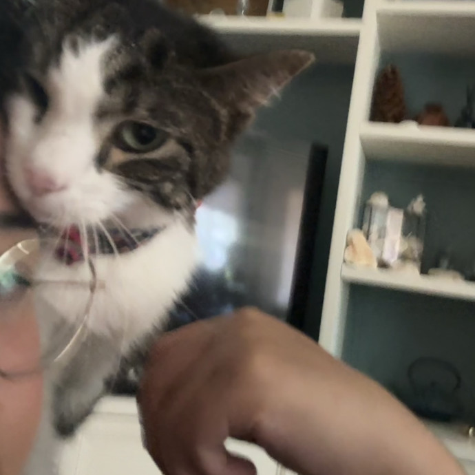 A Cat Mom With A Lot Of Love To Give