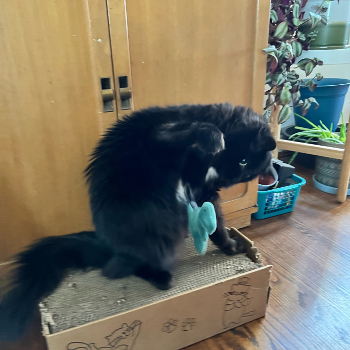 Yuandi's Furfill