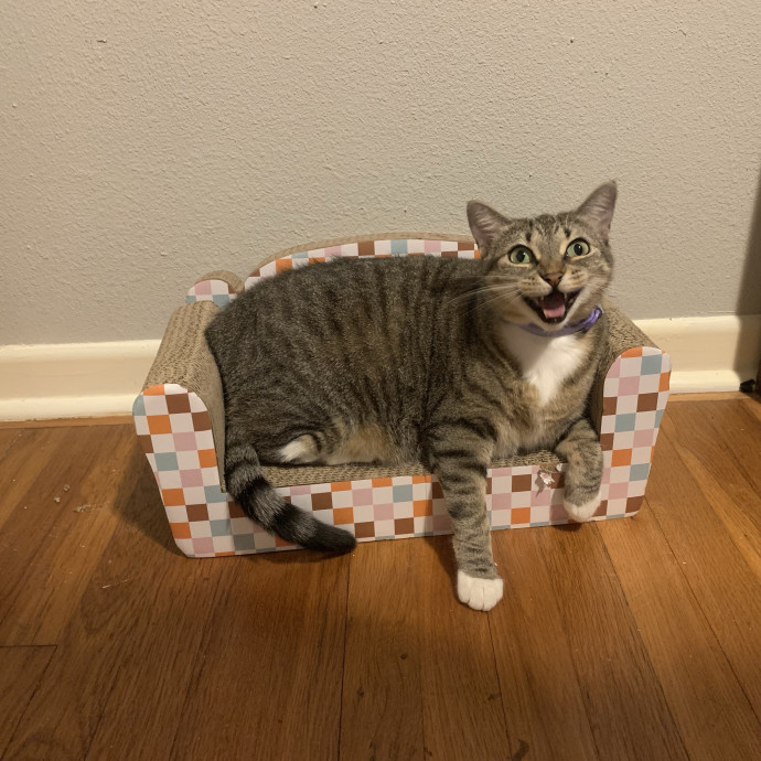 Izzy The Kitty Sitter photo 2