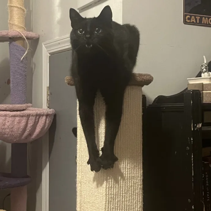 Venus's High Country Cat Care