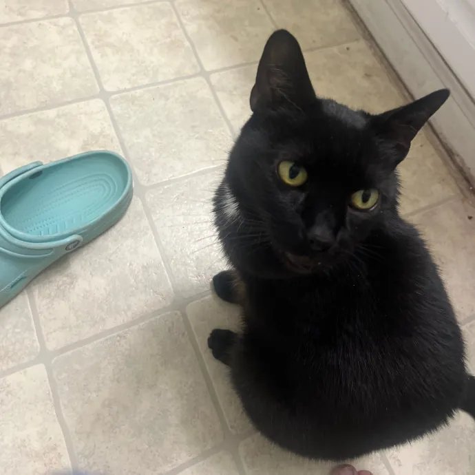 Venus's High Country Cat Care