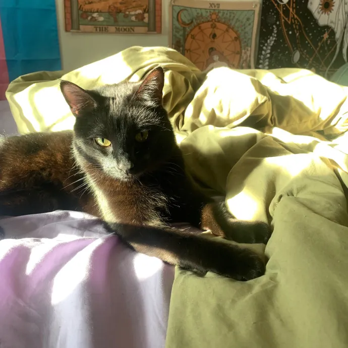 Venus's High Country Cat Care