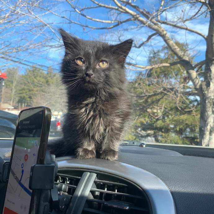 Venus's High Country Cat Care