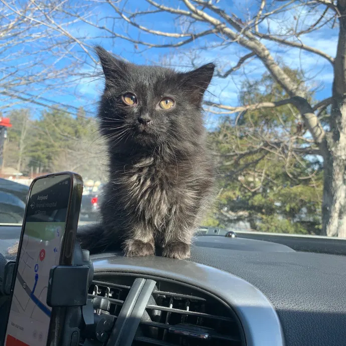 Venus's High Country Cat Care