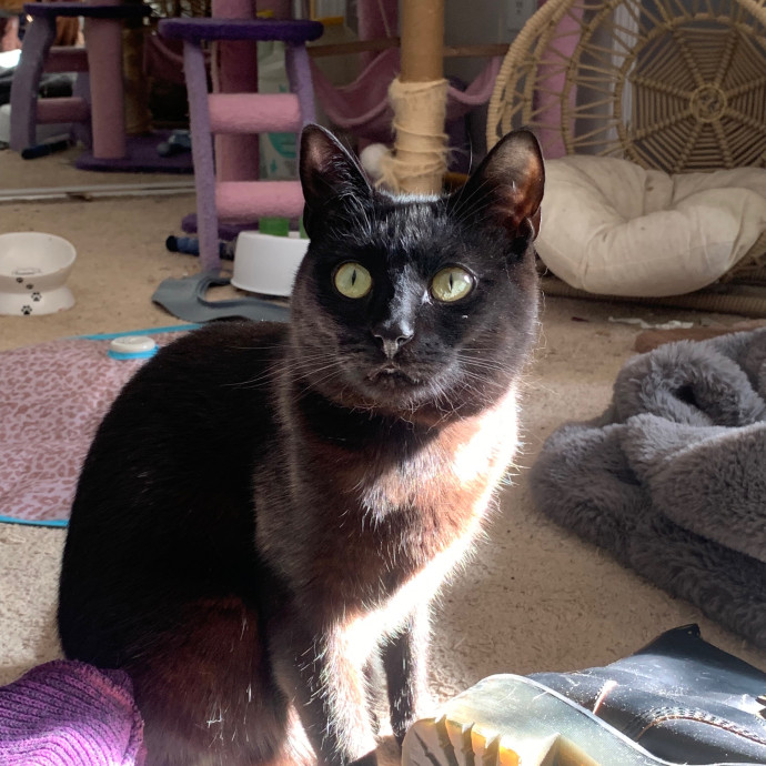 Venus's High Country Cat Care