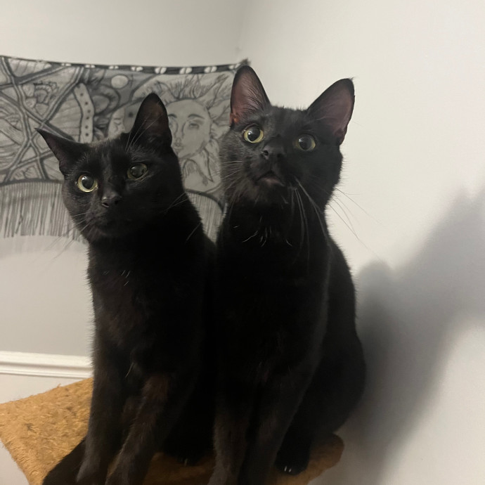 Venus's High Country Cat Care photo 3