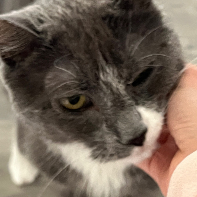 Fear Free Certified Cat Mom photo 3