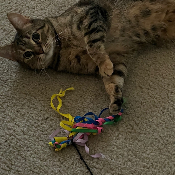 Fear Free Certified Cat Mom photo 2