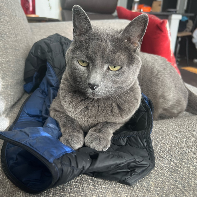 Happy Kitty Cat Sitting