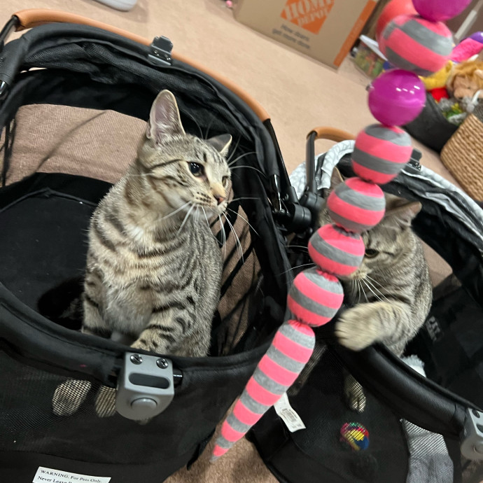 Happy Kitty Cat Sitting