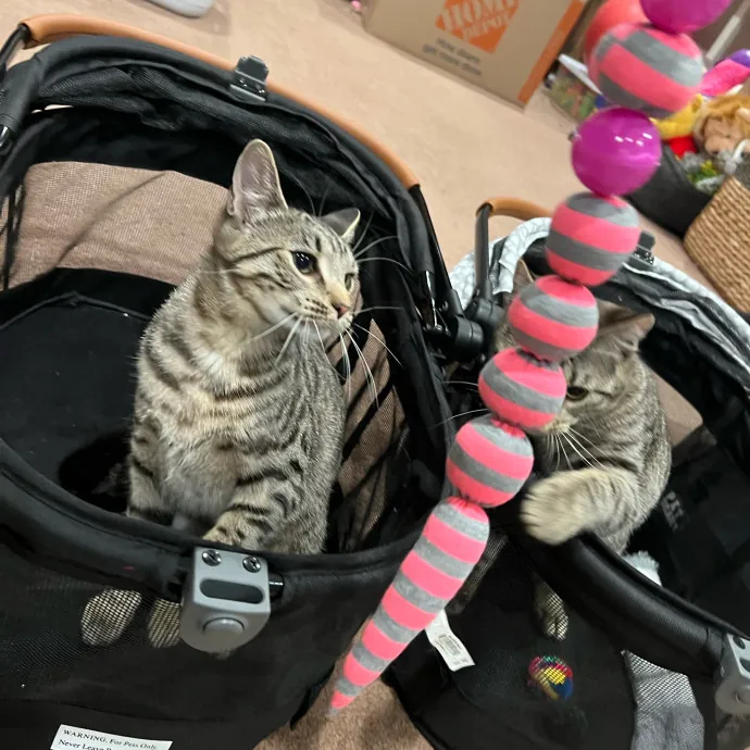 Happy Kitty Cat Sitting