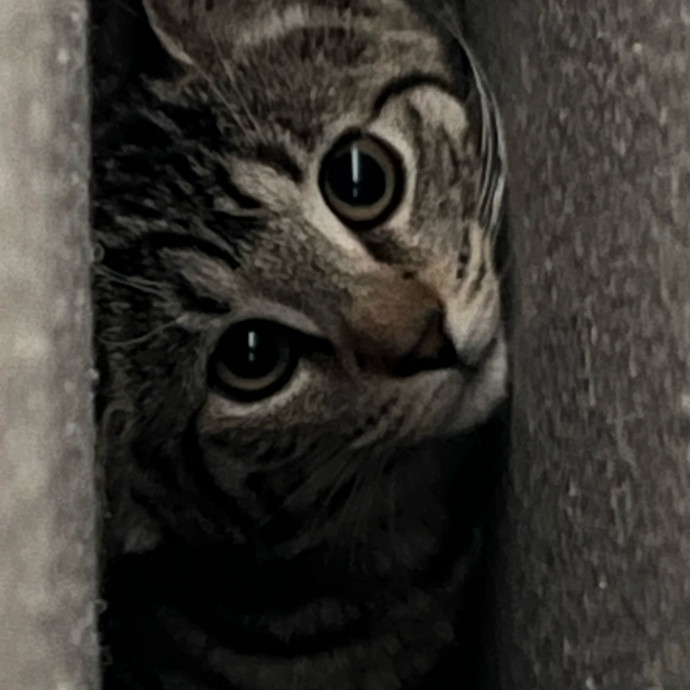Happy Kitty Cat Sitting