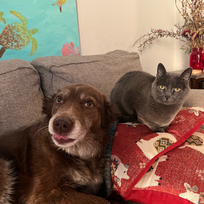 Happy Kitty Cat Sitting