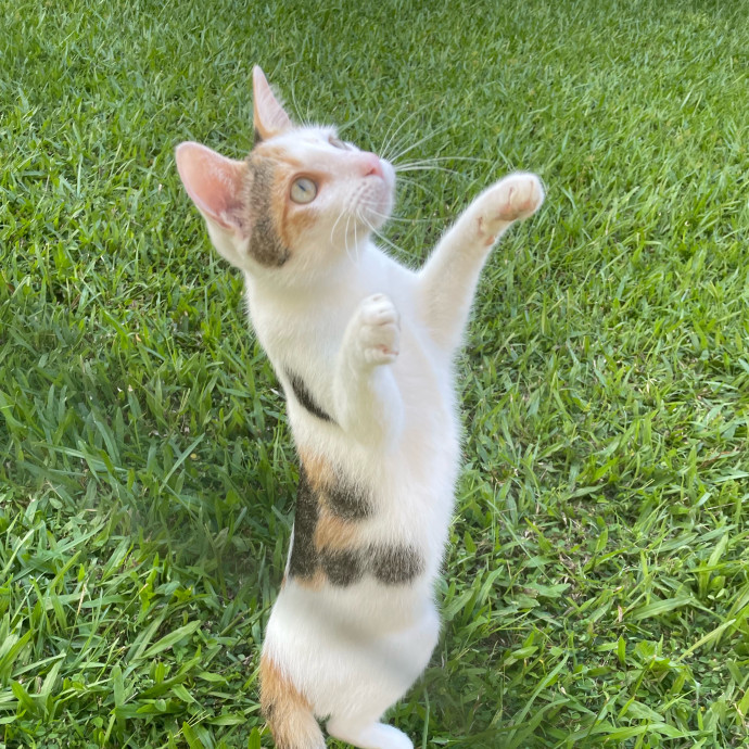 Happy Kitty Cat Sitting