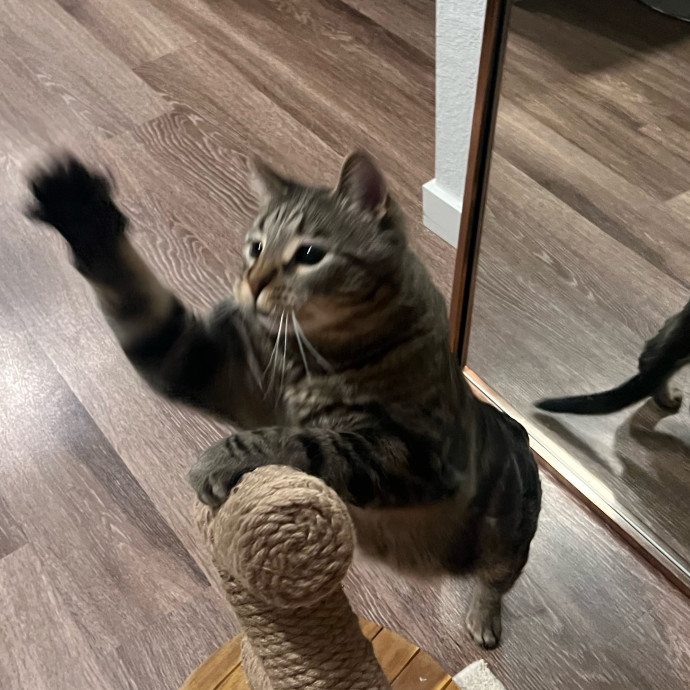 Happy Kitty Cat Sitting
